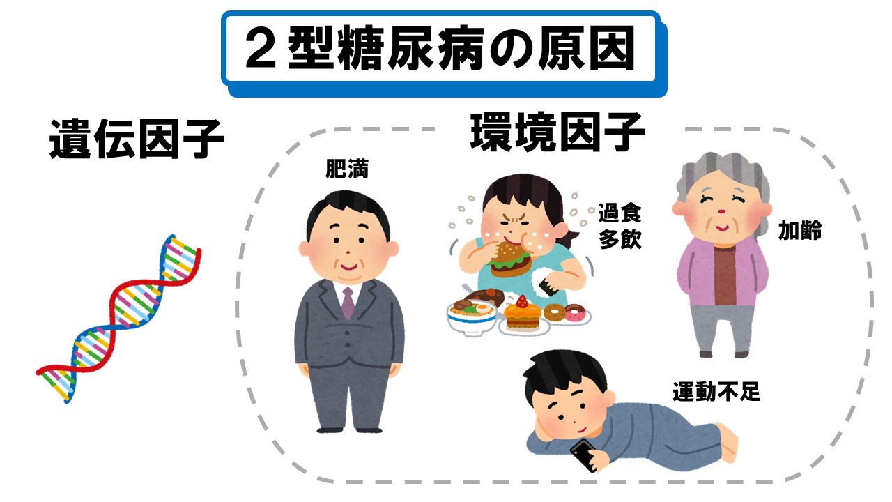 糖尿病になぜなるの？原因は？医師が解説します。 | 赤羽もりクリニック